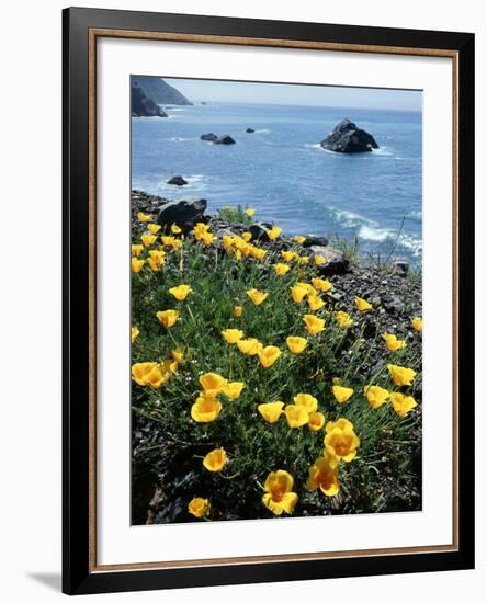 California, Big Sur Coast, Central Coast, California Poppy-Christopher Talbot Frank-Framed Photographic Print