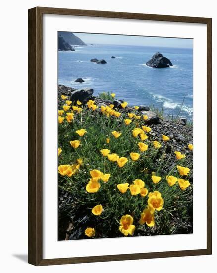 California, Big Sur Coast, Central Coast, California Poppy-Christopher Talbot Frank-Framed Photographic Print