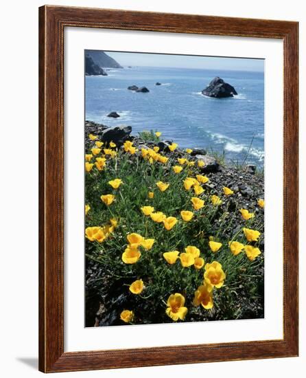 California, Big Sur Coast, Central Coast, California Poppy-Christopher Talbot Frank-Framed Photographic Print