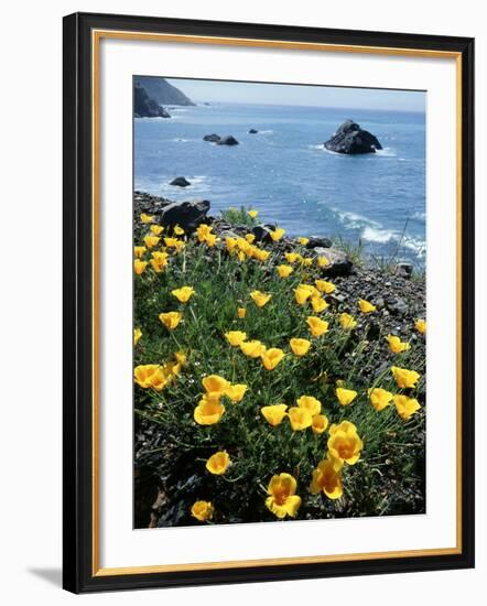 California, Big Sur Coast, Central Coast, California Poppy-Christopher Talbot Frank-Framed Photographic Print