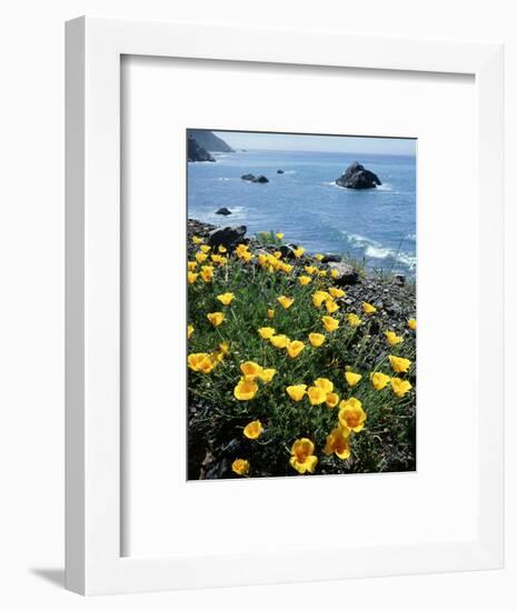 California, Big Sur Coast, Central Coast, California Poppy-Christopher Talbot Frank-Framed Photographic Print