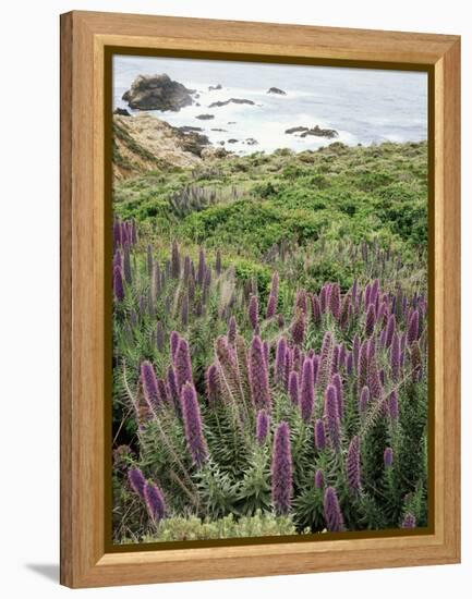 California, Big Sur Coastline, Wildflowers Along the Coast-Christopher Talbot Frank-Framed Premier Image Canvas