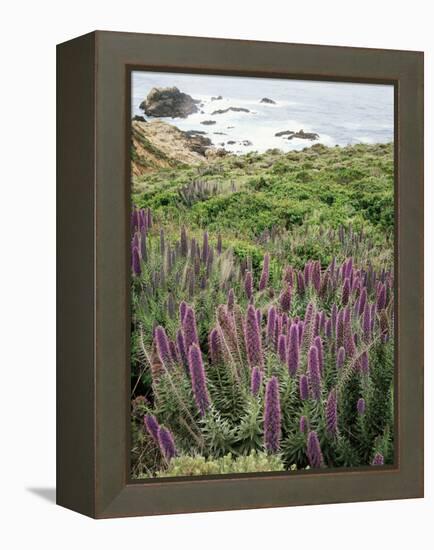 California, Big Sur Coastline, Wildflowers Along the Coast-Christopher Talbot Frank-Framed Premier Image Canvas