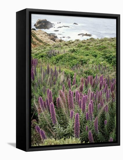 California, Big Sur Coastline, Wildflowers Along the Coast-Christopher Talbot Frank-Framed Premier Image Canvas