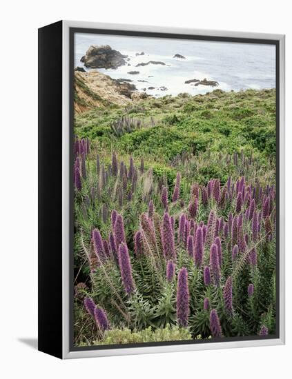 California, Big Sur Coastline, Wildflowers Along the Coast-Christopher Talbot Frank-Framed Premier Image Canvas