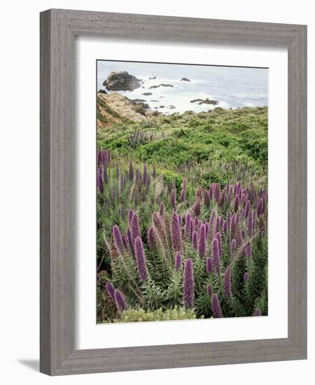 California, Big Sur Coastline, Wildflowers Along the Coast-Christopher Talbot Frank-Framed Photographic Print