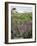 California, Big Sur Coastline, Wildflowers Along the Coast-Christopher Talbot Frank-Framed Photographic Print