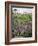 California, Big Sur Coastline, Wildflowers Along the Coast-Christopher Talbot Frank-Framed Photographic Print