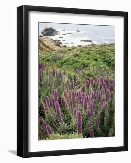 California, Big Sur Coastline, Wildflowers Along the Coast-Christopher Talbot Frank-Framed Photographic Print