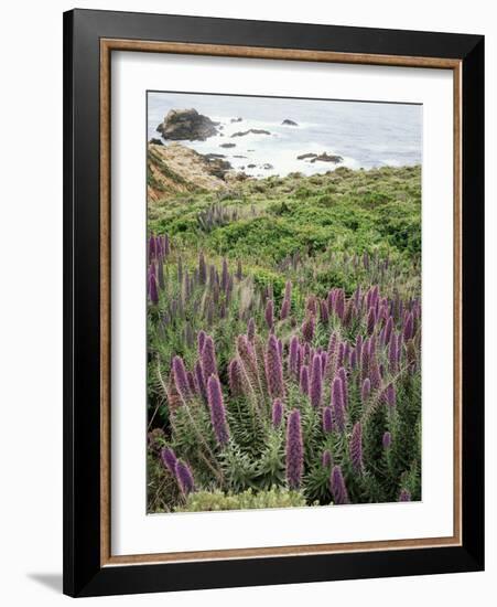 California, Big Sur Coastline, Wildflowers Along the Coast-Christopher Talbot Frank-Framed Photographic Print