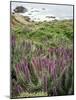 California, Big Sur Coastline, Wildflowers Along the Coast-Christopher Talbot Frank-Mounted Photographic Print