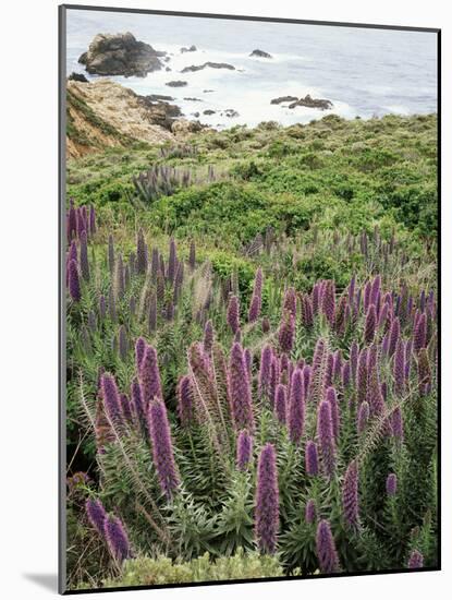 California, Big Sur Coastline, Wildflowers Along the Coast-Christopher Talbot Frank-Mounted Photographic Print