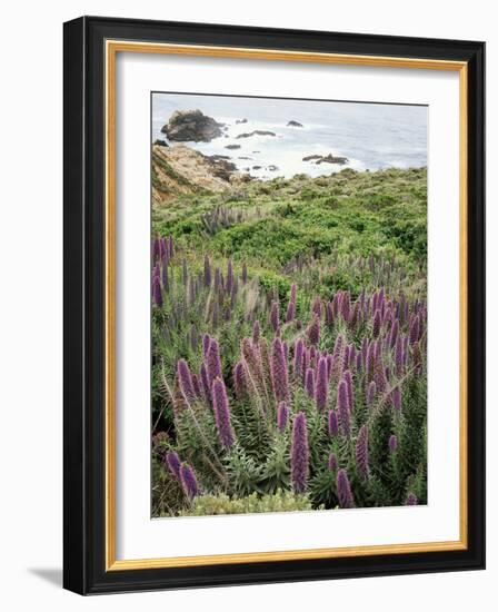 California, Big Sur Coastline, Wildflowers Along the Coast-Christopher Talbot Frank-Framed Photographic Print