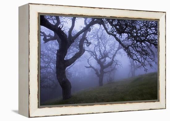 California Black Oaks, Evening, Mt Diablo State Park, California, USA-Charles Gurche-Framed Premier Image Canvas