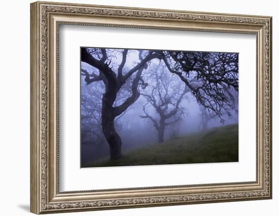 California Black Oaks, Evening, Mt Diablo State Park, California, USA-Charles Gurche-Framed Photographic Print