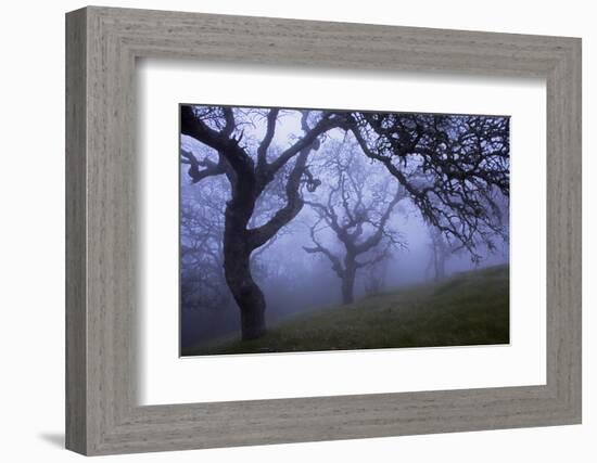 California Black Oaks, Evening, Mt Diablo State Park, California, USA-Charles Gurche-Framed Photographic Print