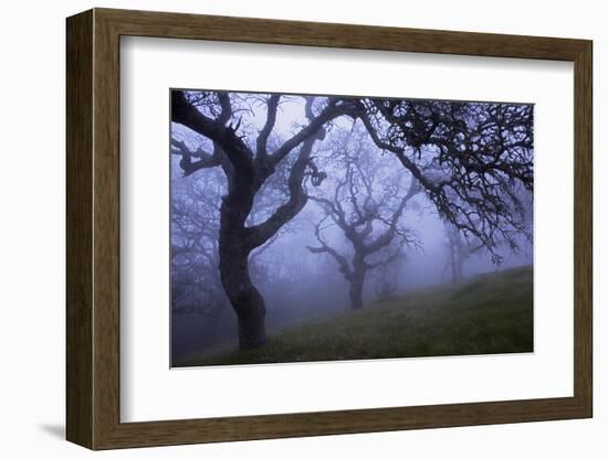 California Black Oaks, Evening, Mt Diablo State Park, California, USA-Charles Gurche-Framed Photographic Print