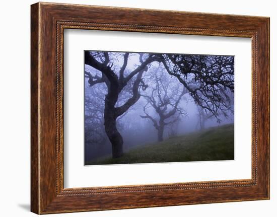 California Black Oaks, Evening, Mt Diablo State Park, California, USA-Charles Gurche-Framed Photographic Print