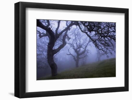 California Black Oaks, Evening, Mt Diablo State Park, California, USA-Charles Gurche-Framed Photographic Print