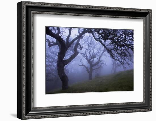 California Black Oaks, Evening, Mt Diablo State Park, California, USA-Charles Gurche-Framed Photographic Print