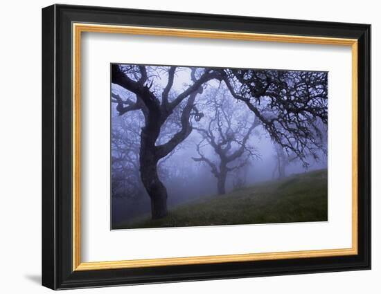 California Black Oaks, Evening, Mt Diablo State Park, California, USA-Charles Gurche-Framed Photographic Print