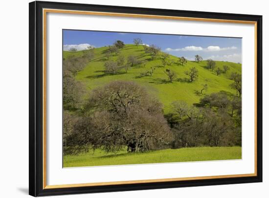 California Black Oaks, Mt Diablo State Park, California, USA-Charles Gurche-Framed Photographic Print