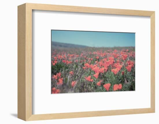 California Blooms I-Elizabeth Urquhart-Framed Photographic Print