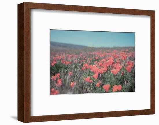California Blooms I-Elizabeth Urquhart-Framed Photographic Print