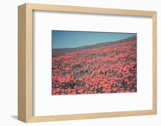 California Blooms III-Elizabeth Urquhart-Framed Photographic Print