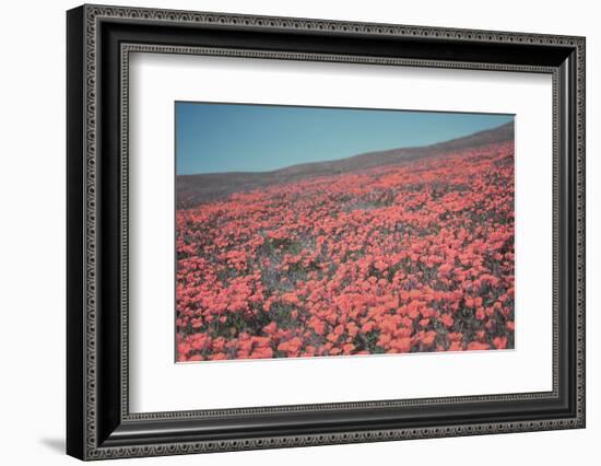California Blooms III-Elizabeth Urquhart-Framed Photographic Print