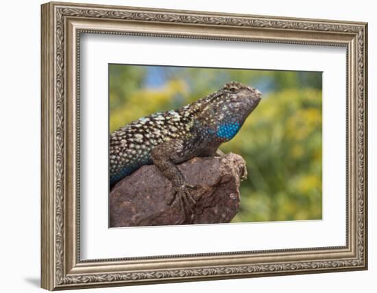 California. Blue Belly Lizard on Rock-Jaynes Gallery-Framed Photographic Print