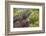 California. Blue Belly Lizard on Rock-Jaynes Gallery-Framed Photographic Print