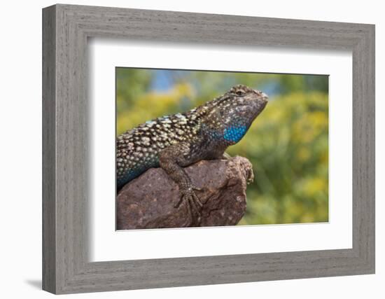 California. Blue Belly Lizard on Rock-Jaynes Gallery-Framed Photographic Print