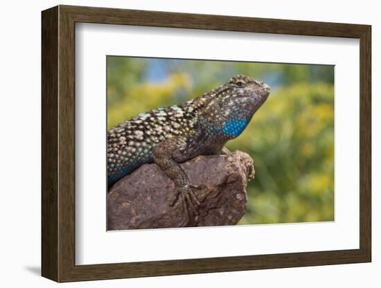 California. Blue Belly Lizard on Rock-Jaynes Gallery-Framed Photographic Print