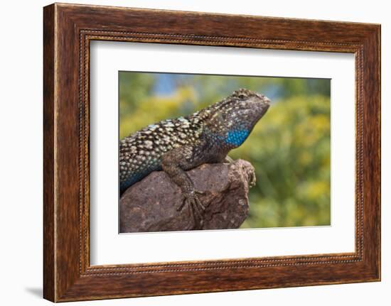 California. Blue Belly Lizard on Rock-Jaynes Gallery-Framed Photographic Print