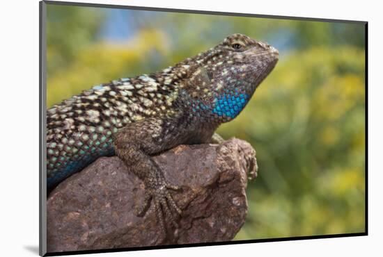 California. Blue Belly Lizard on Rock-Jaynes Gallery-Mounted Photographic Print