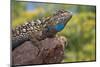 California. Blue Belly Lizard on Rock-Jaynes Gallery-Mounted Photographic Print