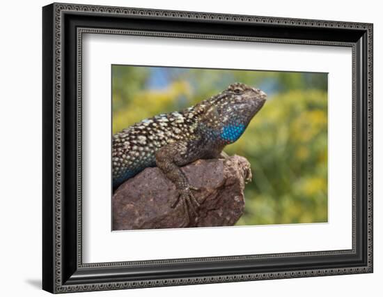 California. Blue Belly Lizard on Rock-Jaynes Gallery-Framed Photographic Print