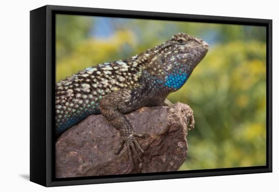 California. Blue Belly Lizard on Rock-Jaynes Gallery-Framed Premier Image Canvas