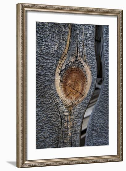 California, Bodie State Park. Weathered Tree Knot-Jaynes Gallery-Framed Photographic Print