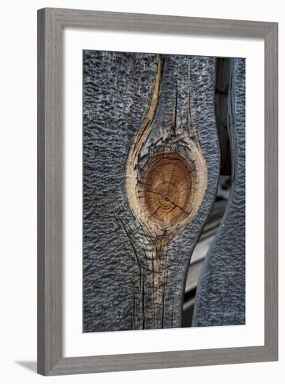 California, Bodie State Park. Weathered Tree Knot-Jaynes Gallery-Framed Photographic Print