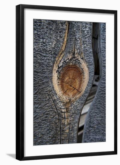 California, Bodie State Park. Weathered Tree Knot-Jaynes Gallery-Framed Photographic Print