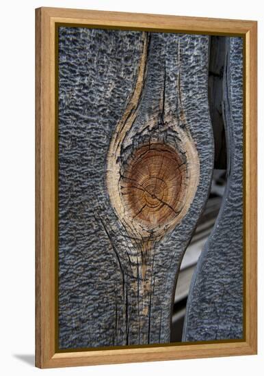 California, Bodie State Park. Weathered Tree Knot-Jaynes Gallery-Framed Premier Image Canvas