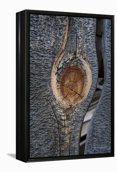 California, Bodie State Park. Weathered Tree Knot-Jaynes Gallery-Framed Premier Image Canvas