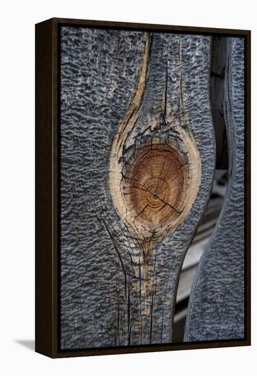 California, Bodie State Park. Weathered Tree Knot-Jaynes Gallery-Framed Premier Image Canvas