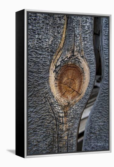 California, Bodie State Park. Weathered Tree Knot-Jaynes Gallery-Framed Premier Image Canvas