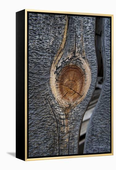 California, Bodie State Park. Weathered Tree Knot-Jaynes Gallery-Framed Premier Image Canvas