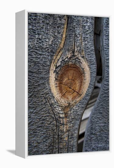 California, Bodie State Park. Weathered Tree Knot-Jaynes Gallery-Framed Premier Image Canvas