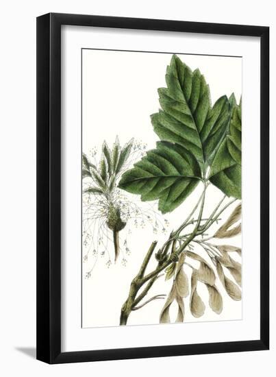 California Box Elder-Thomas Nuttall-Framed Art Print