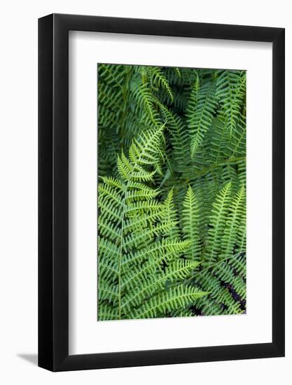 California. Bracken Fern, Redwood State and National Park-Judith Zimmerman-Framed Photographic Print